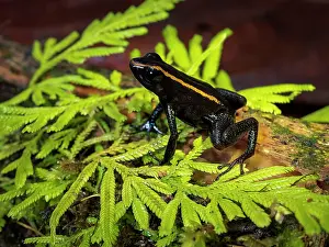 Shade: Poison frog (Phyllobates niche), Colombia