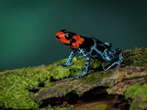 Blacks: Poison frog (Ranitomeya benedicta), Peru