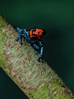 Blacks: Poison frog (Ranitomeya benedicta), Peru