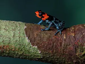 Blacks: Poison frog (Ranitomeya benedicta), Peru