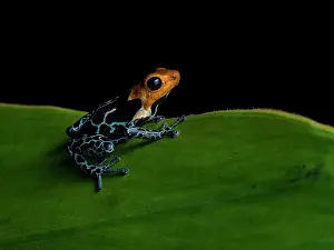 Blacks: Poison frog (Ranitomeya fantastica), ?Copperhead