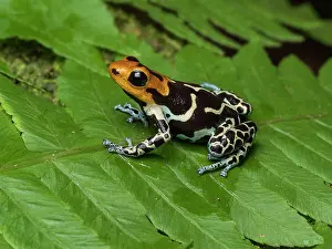 Blacks: Poison frog (Ranitomeya fantastica), ?Copperhead