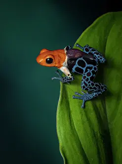 Held: Poison frog (Ranitomeya fantastica), ?Nominal? m
