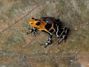 Held: Poison frog (Ranitomeya imitator), ?intermedius?