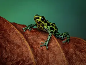 Ranitomeya: Poison frog (Ranitomeya variabilis), Peru