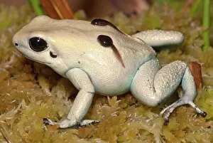 Granular: Poison Frog with Tadpoles