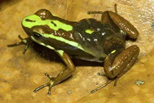 Investment: Poison Frog with Tadpoles