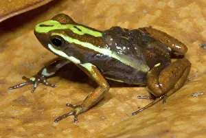 Investment: Poison Frog with Tadpoles