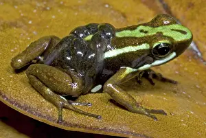 Investment: Poison Frog with Tadpoles