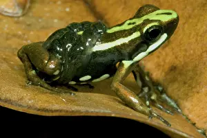 Investment: Poison Frog with Tadpoles