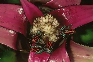 Bromeliad: Poison Frogs on Bromeliad