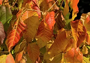Rhus: Poison ivy showing autumn colour