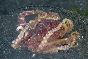 Ocellate: Poison Ocellate Octopus in glass