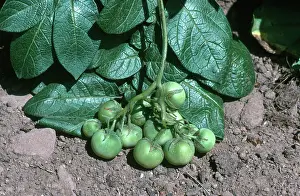 Potatoes: Poisonous Potato Fruits