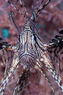 Misool: Poisonous Red lionfish (Pterois volitans)