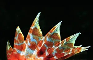 Spine: Poisonous spines of a Scorpionfishe (Scorpaena maderensis)