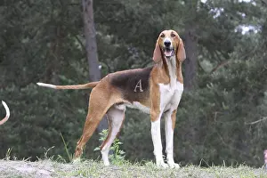 Scenthound: Poitevin watching waiting for orders