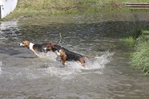 Spatter: Poitevins running in water