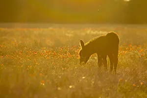 Intergalactic: Poitou colt at sunset France