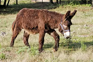 Poitou: Poitou Donkey