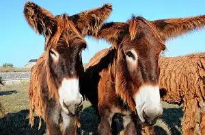 Donkey: Poitou donkey (Equus asinus) Poitou, France