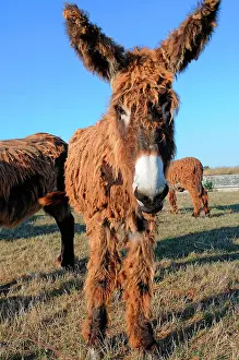 Donkey: Poitou donkey (Equus asinus) Poitou, France