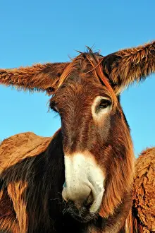 Donkey: Poitou donkey (Equus asinus) Poitou, France