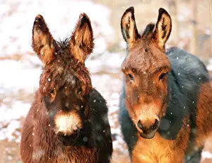 Poitou: Poitou Donkey and normal Donkey (on right) - facing camera