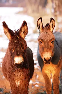 Poitou: Poitou Donkey and normal Donkey (on right) - facing camera