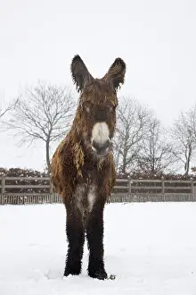 Poitou: Poitou Donkey - standing in snow