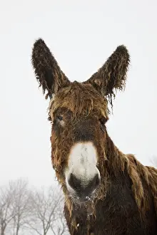 Poitou: Poitou Donkey - in winter snow