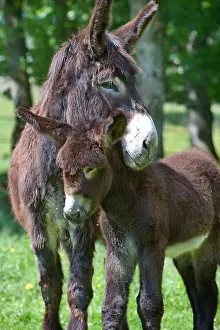 Poitou: Poitou she-ass and foal in a meadow France