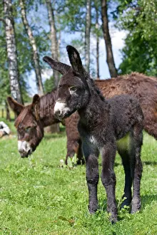 Poitou: Poitou she-ass and foal in a meadow France