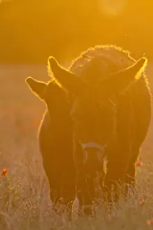 Intergalactic: Poitou she-donkey and colt at sunset France