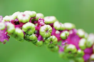 Poke: Poke Root