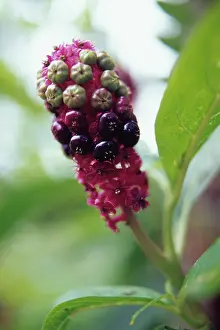 Erotic: Poke Root