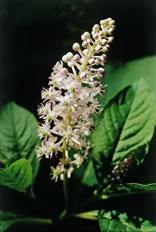 Poke: Poke Root