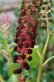 Erotic: Poke Root