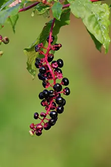 Poke: Pokeberry - also known as Poke Weed