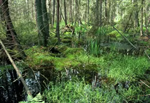 Bialowieza: Poland - Bialowieza Forest