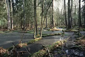 Conifers: POLAND - Forest
