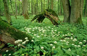 Ramsons: Poland - mass of Ramsons