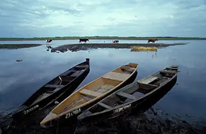 Biebrza: Poland - Wooden boats at the bank of the River Biebrza