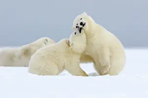 Barrier: Polar Bear - 2 cubs playing - along a barrier island