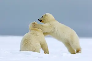 Barrier: Polar Bear - 2 cubs playing - along a barrier island