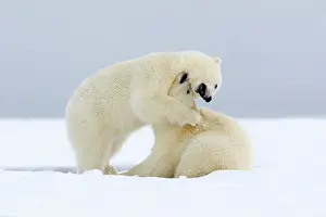 Barrier: Polar Bear - 2 cubs playing - along a barrier island