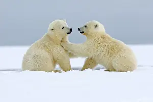 Barrier: Polar Bear - 2 cubs playing - along a barrier island