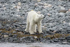 Thin: Polar Bear 214