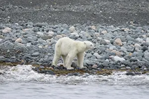 Thin: Polar Bear 218