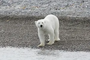 Climate Change: Polar Bear 223